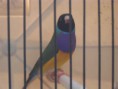 /album/fotos%20das%20instala%c3%a7oes%20e%20algumas%20das%20mimhas%20aves/pedro-exoticos-003-jpg/